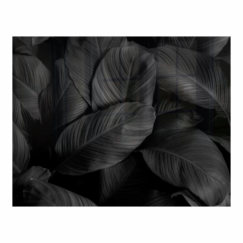 Feathers Hob Splashback (898 X 700 X 6mm)